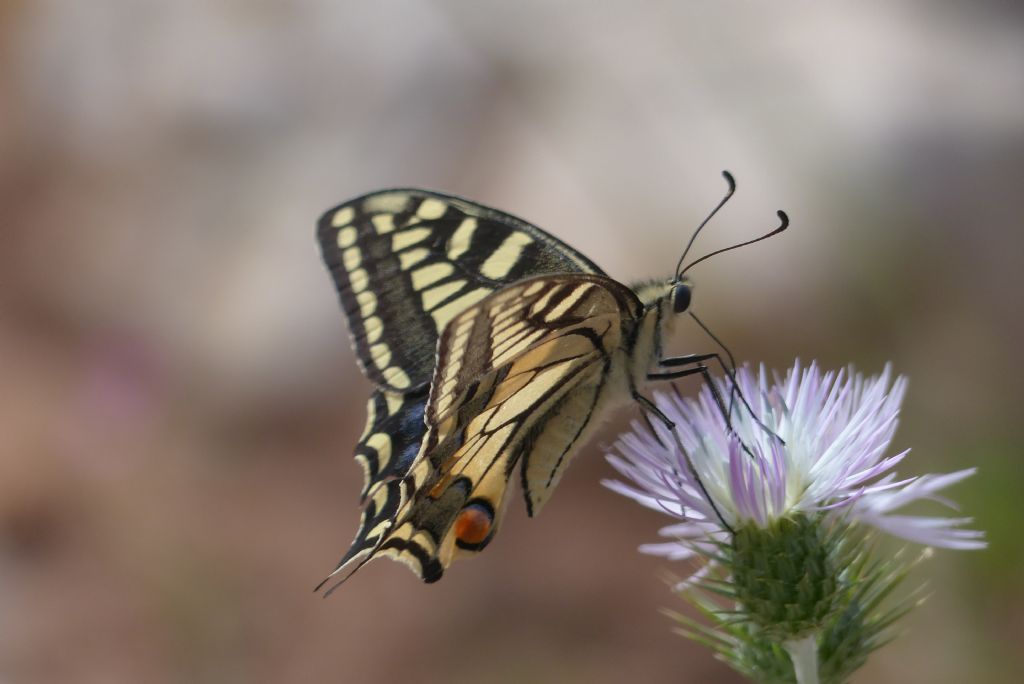 Papilio machaon